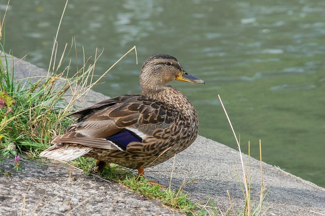 Hemmelige teknikker krydsordsmestre bruger